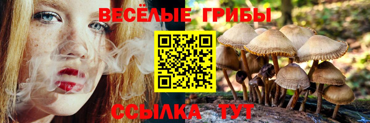 Губкинский  Псилоцибиновые грибы прущие грибы  Вход с VPN  Псилоцибиновые грибы GOLDEN TEACHER 